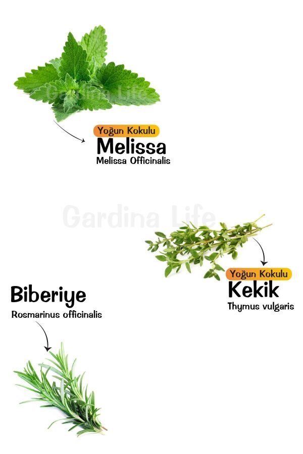 3'lü Set Melisa ( Limon  ) -Biberiye - Kekik Yoğun  - 1