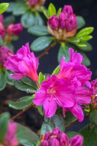 Açelya  Fidanı Mor Renk (chelidonium Majus) - 1