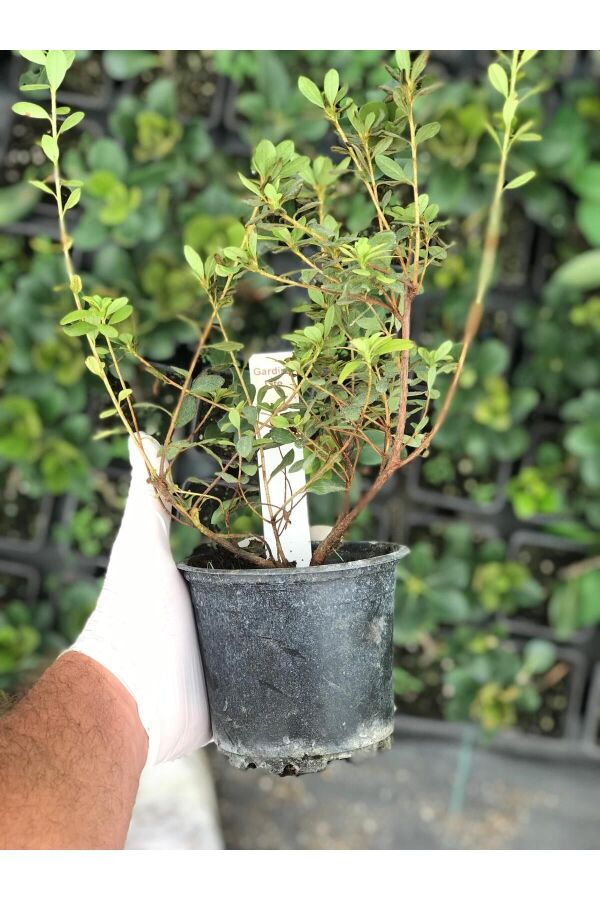 Açelya  Fidanı Mor Renk (chelidonium Majus) - 2