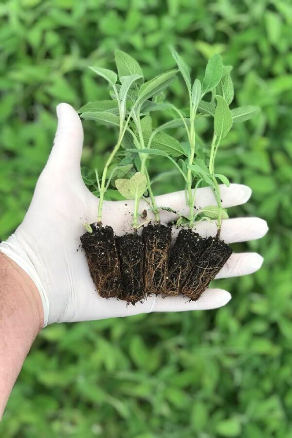 Ada Çayı Fidesi ( Salvia Officinalis ) 