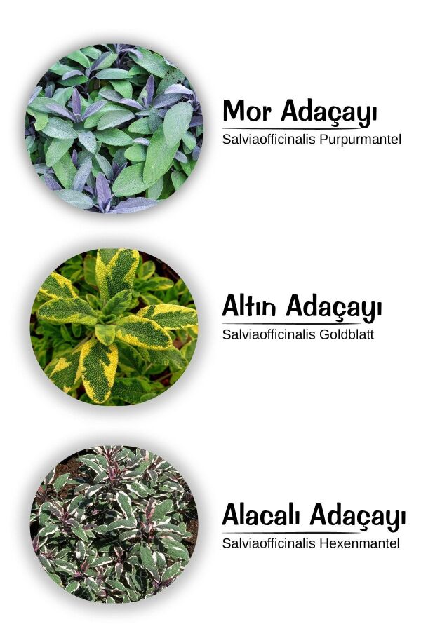Adaçayı Fidesi Mıx 3 Lü Set ( Hexenmantel - Purpurmantel - Goldblatt -) - 1