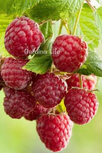 Ahududu Fidanı  ( Rubus Idaeus Polka ) - 1