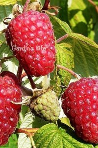 Ahududu Fidanı  ( Rubus Idaeus Polka ) - 3