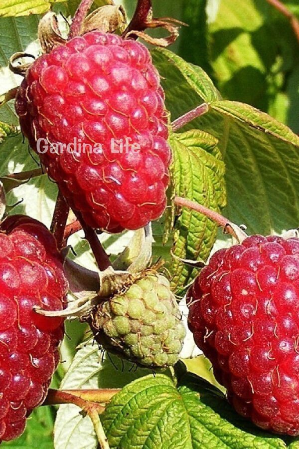 Ahududu Fidanı  ( Rubus Idaeus Polka ) - 3