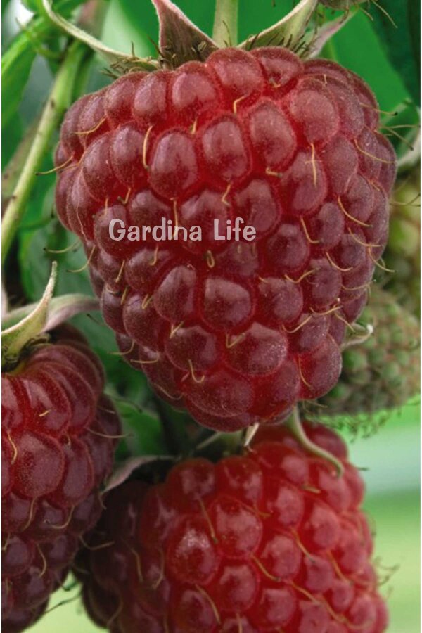 Ahududu Fidanı  ( Rubus Idaeus Polka ) - 4