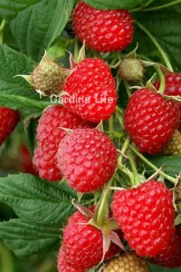Ahududu Fidanı  ( Rubus Idaeus Polka ) - 5