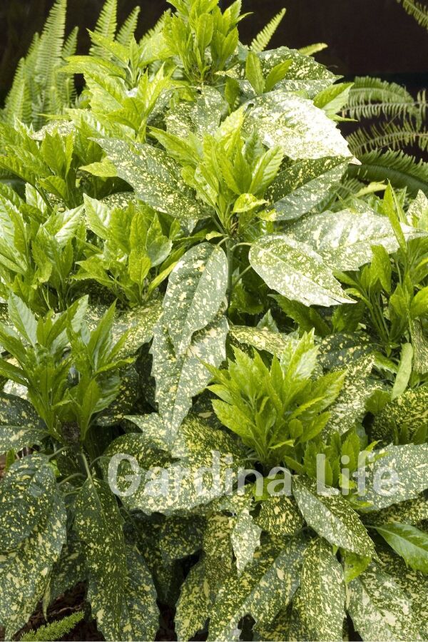 Akuba Japon Defnesi Fidanı ( Aucuba Japonica Variegata )