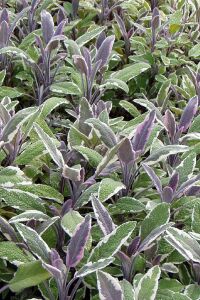 Alacalı Adaçayı Fidesi ( Salvia Officinalis Hexenmantel )  - 1