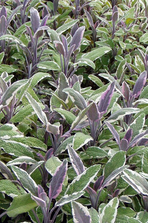 Alacalı Adaçayı Fidesi ( Salvia Officinalis Hexenmantel )  - 1
