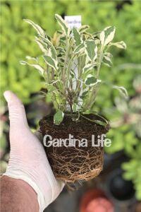 Alacalı Adaçayı Fidesi ( Salvia Officinalis Hexenmantel )  - 2