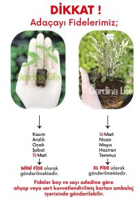 Alacalı Adaçayı Fidesi ( Salvia Officinalis Hexenmantel )  - 3