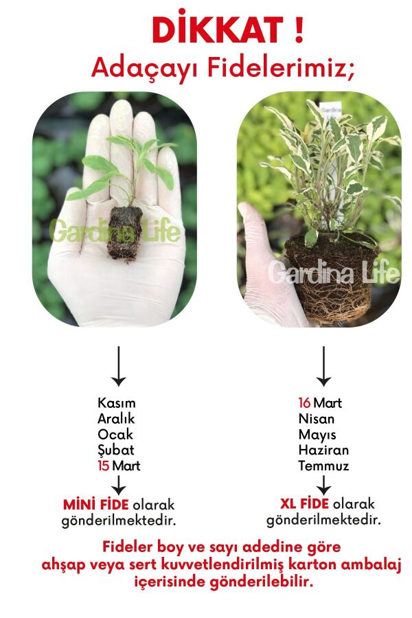 Alacalı Adaçayı Fidesi ( Salvia Officinalis Hexenmantel )  - 3