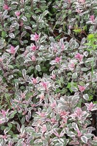 Alacalı Adaçayı Fidesi ( Salvia Officinalis Hexenmantel )  - 4