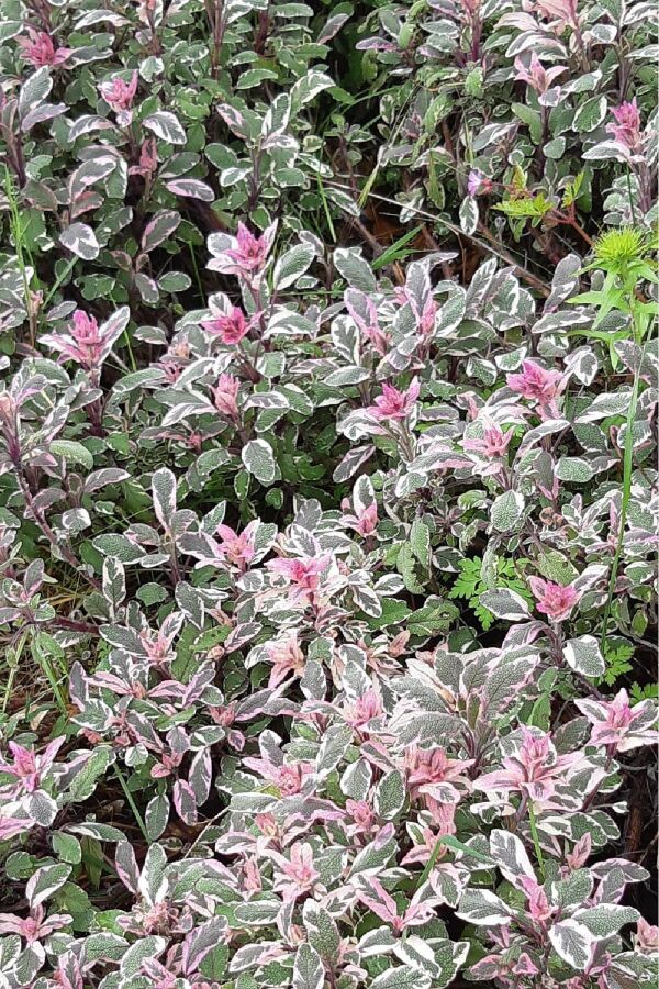 Alacalı Adaçayı Fidesi ( Salvia Officinalis Hexenmantel )  - 4