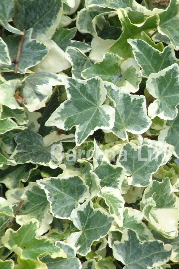 Alacalı Duvar Sarmaşığı Fidanı ( Hedera Helix Variegata ) - 1