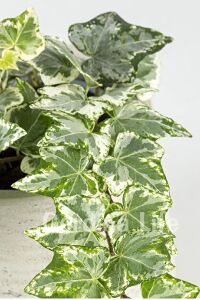 Alacalı Duvar Sarmaşığı Fidanı ( Hedera Helix Variegata ) - 2