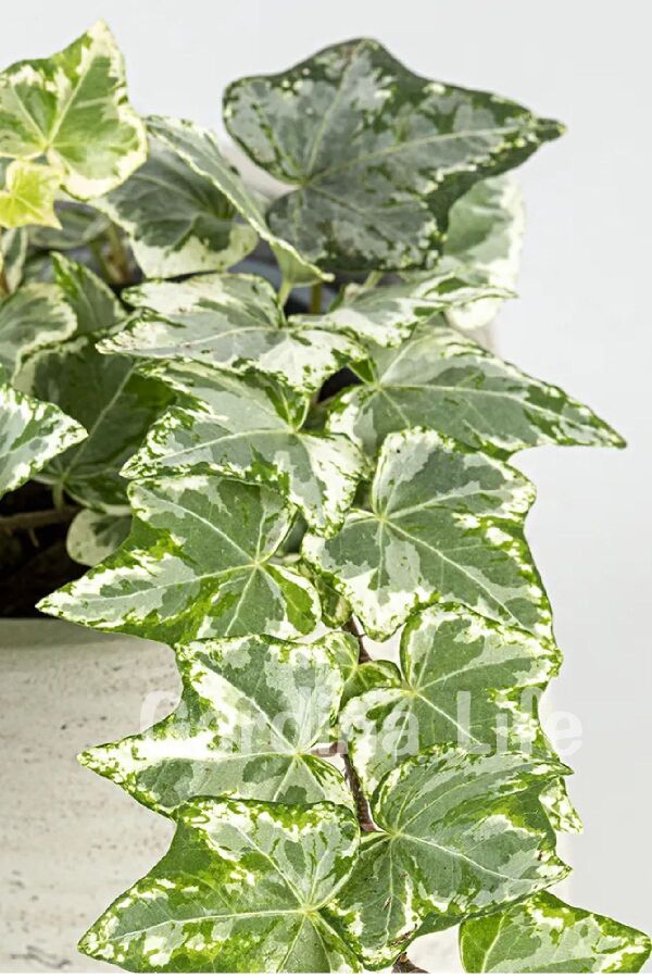 Alacalı Duvar Sarmaşığı Fidanı ( Hedera Helix Variegata ) - 2