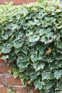 Alacalı Duvar Sarmaşığı Fidanı ( Hedera Helix Variegata ) - 3