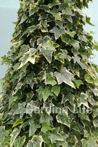 Alacalı Duvar Sarmaşığı Fidanı ( Hedera Helix Variegata ) - 4