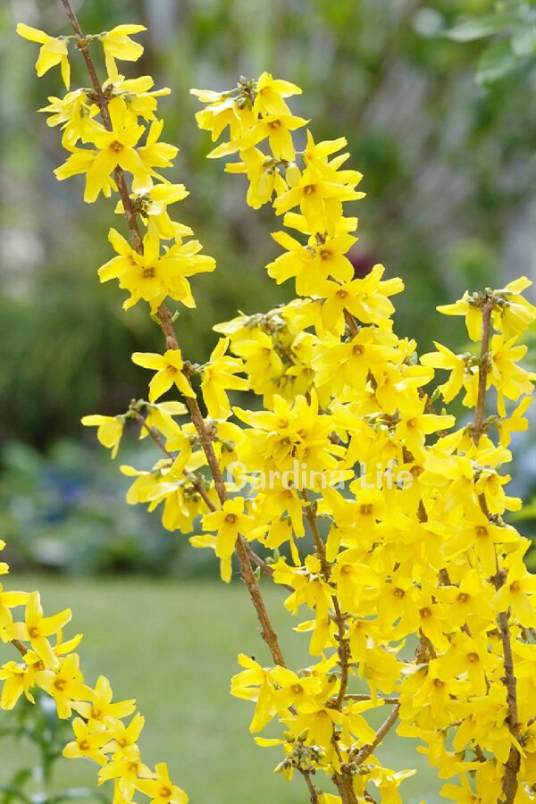 Altın Çanak Fidanı  ( Forsythia Intermedia Minigold ) - 1