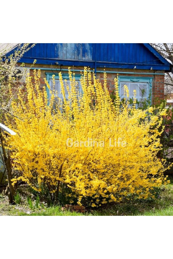 Altın Çanak Fidanı  ( Forsythia Intermedia Minigold ) - 2