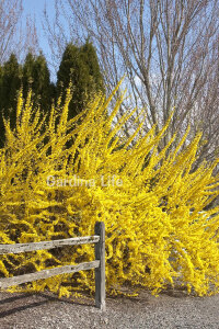 Altın Çanak Fidanı  ( Forsythia Intermedia Minigold ) - 3