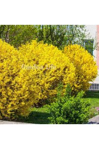 Altın Çanak Fidanı  ( Forsythia Intermedia Minigold ) - 4