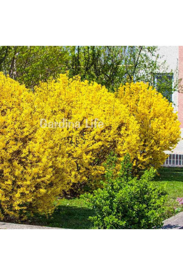 Altın Çanak Fidanı  ( Forsythia Intermedia Minigold ) - 4