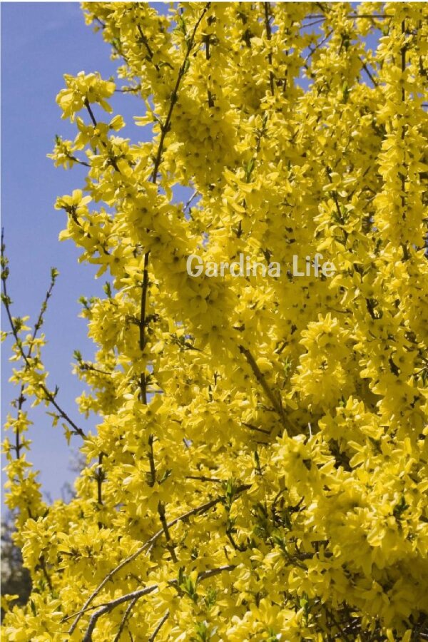 Altın Çanak Fidanı  ( Forsythia Intermedia Minigold ) - 5