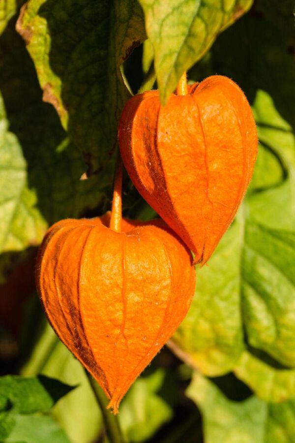Altın Çilek Fidesi ( Physalis Peruviana ) Goldvital 