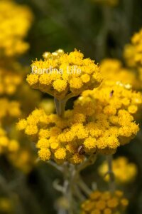 Altın Otu Fidesi  ( Helichrysum italicum ) - 1