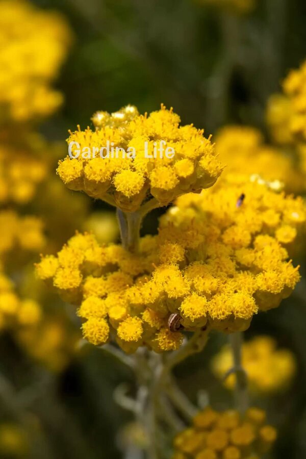 Altın Otu Fidesi  ( Helichrysum italicum ) - 1