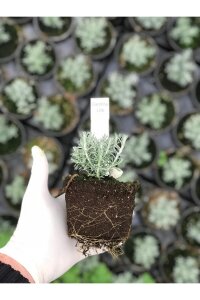 Altın Otu Fidesi  ( Helichrysum italicum ) - 2