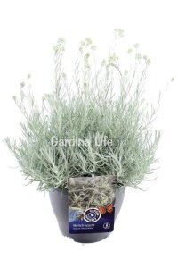 Altın Otu Fidesi  ( Helichrysum italicum ) - 3