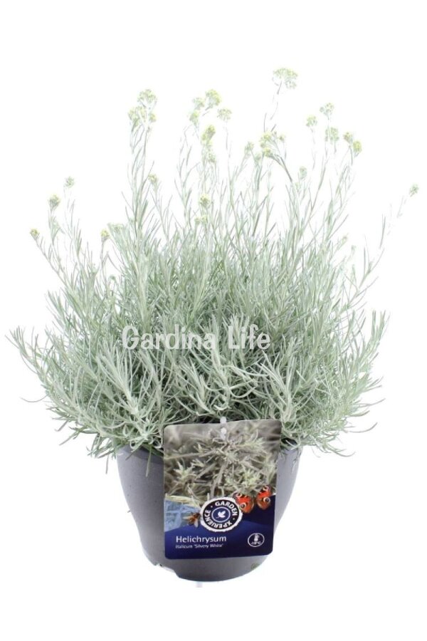 Altın Otu Fidesi  ( Helichrysum italicum ) - 3