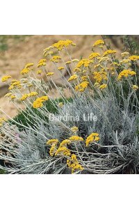 Altın Otu Fidesi  ( Helichrysum italicum ) - 4