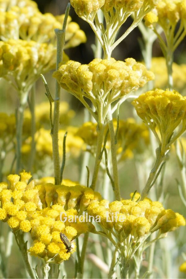 Altın Otu Fidesi  ( Helichrysum italicum ) - 5