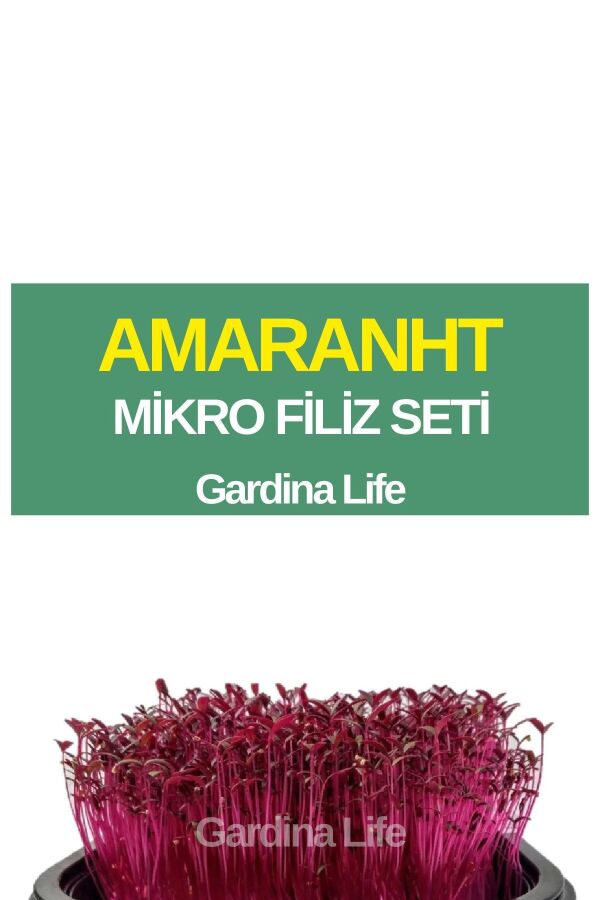 Amarant Mikro Filiz Seti - 1