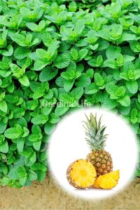 Ananas  Nane Fidesi  ( Mentha spicata ) - 1
