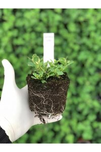 Ananas  Nane Fidesi  ( Mentha spicata ) - 2