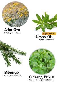Aromatik Bitkiler Fide Paketi 4 Çeşit - 1