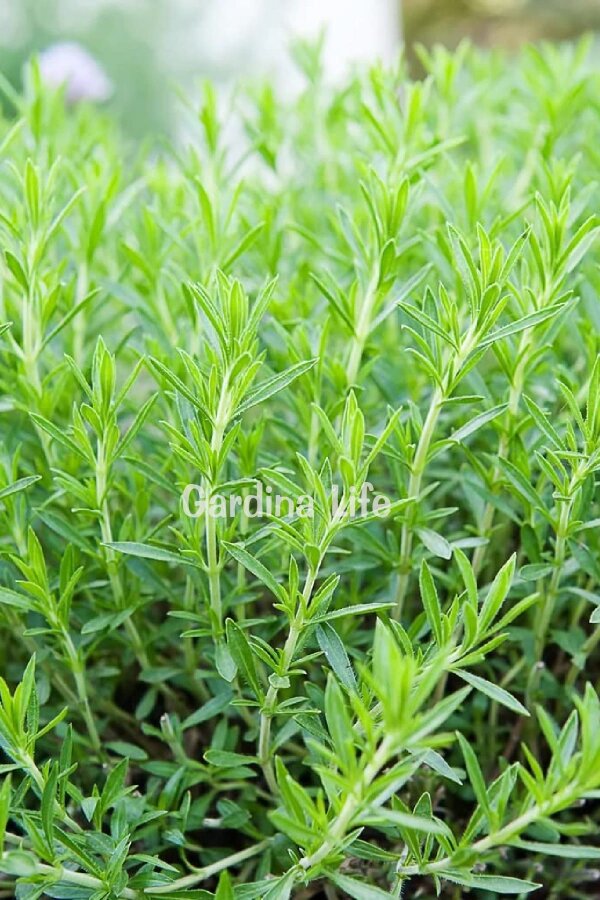 Aromatik Bitkiler Fide Paketi 4 Çeşit - 2