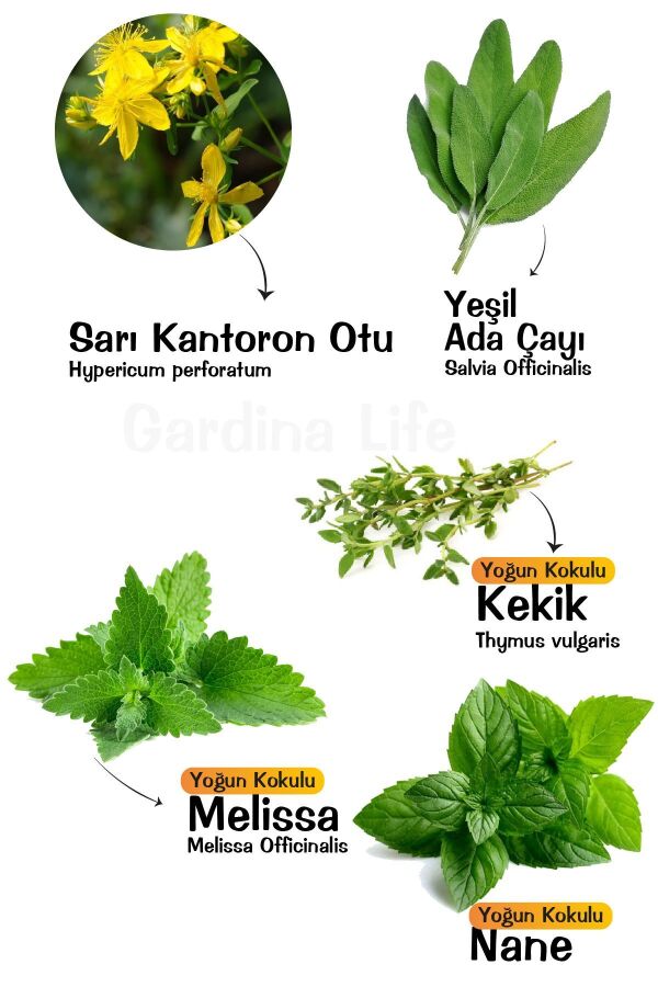 Aromatik Bitkiler Fide Paketi 5 Çeşit (KANTORON OTU- KEKİK - ADAÇAYI -MELİSA - NANE)