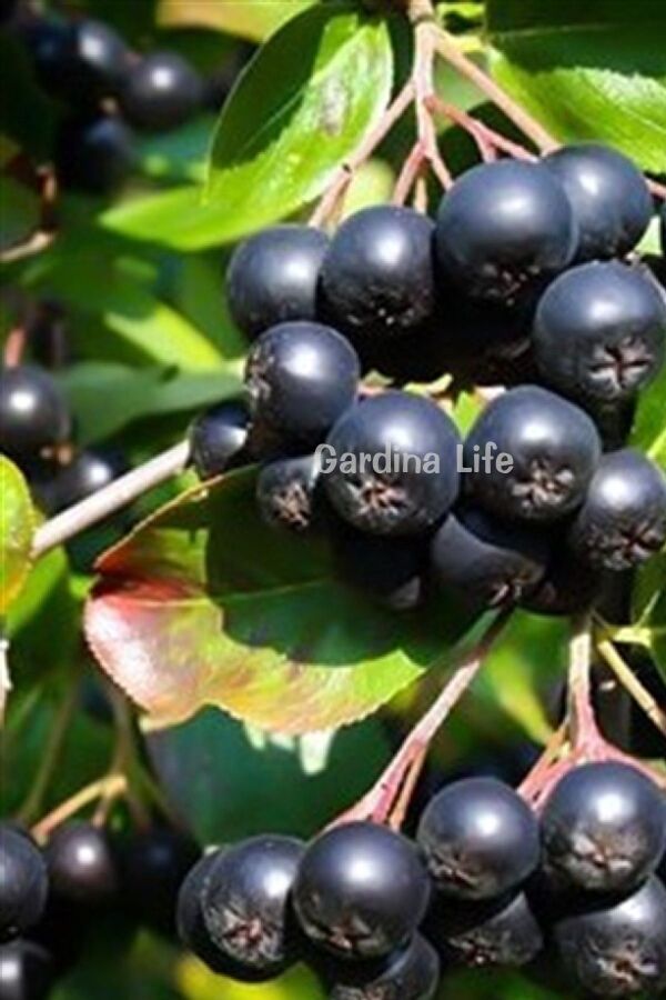 Aronya Fidanı ( Aronia melanocarpa ) - 1