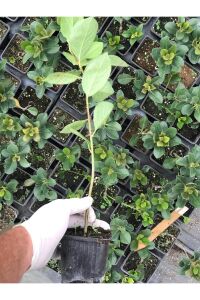 Aronya Fidanı ( Aronia melanocarpa ) - 2