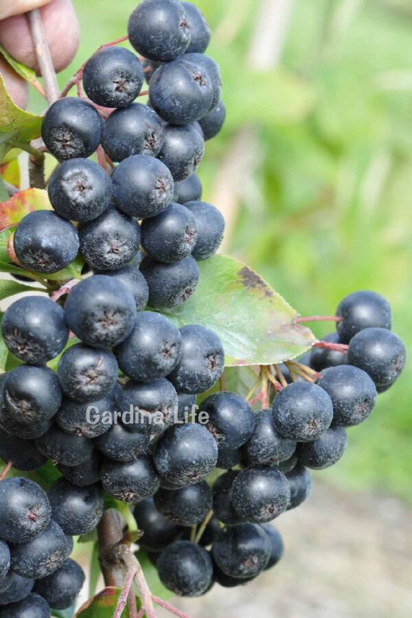 Aronya Fidanı ( Aronia melanocarpa ) - 3