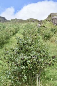 Aronya Fidanı ( Aronia melanocarpa ) - 7