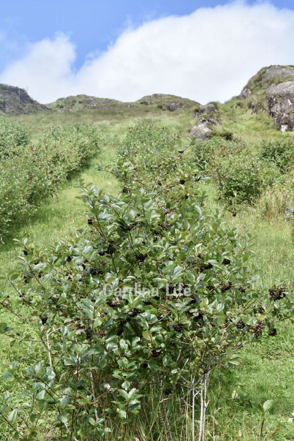Aronya Fidanı ( Aronia melanocarpa ) - 7