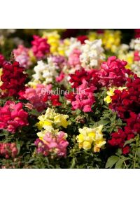 Aslanağzı Çiçeği Fidesi  Rose 10 Adet - 3