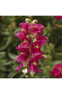 Aslanağzı Çiçeği Fidesi  Rose Bicolor 10 Adet - 1